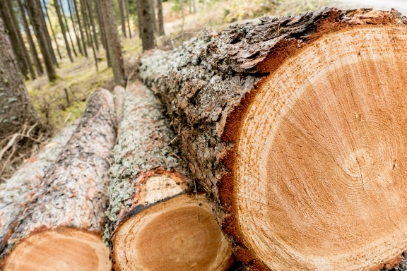 Schneider Holz - Ein Unternehmen das vom Rundholz alles nutzt